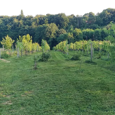 Hébergement de vacances Hisa Nad Vinogradom Ptuj