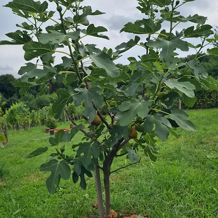 펜션 Hisa Nad Vinogradom 프루이