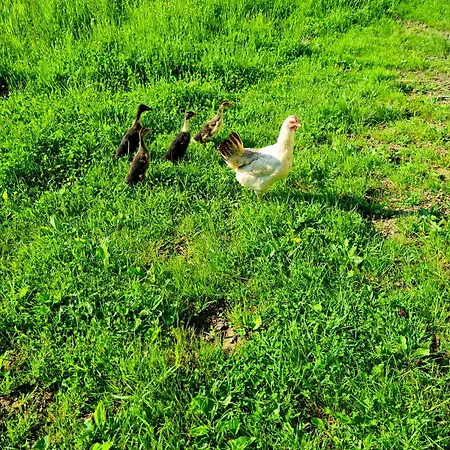 Hisa Nad Vinogradom * 프루이