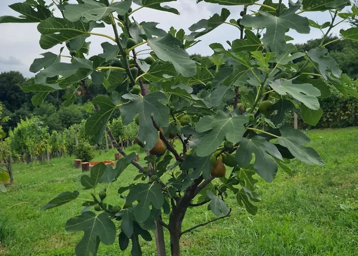 Prázdninový dům Hisa Nad Vinogradom Ptuj